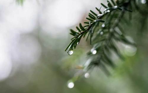 Düzce'de hava durumu nasıl olacak? (24 Aralık 2024)