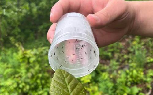 Düzce’de kestane gal arısı ile mücadele hız kesmeden sürüyor