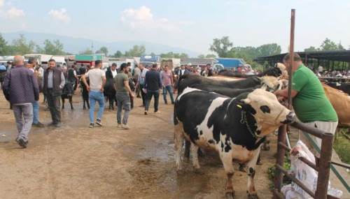 Düzce’de Kurban Bayramı öncesi hayvan sevklerinde sıkı denetim