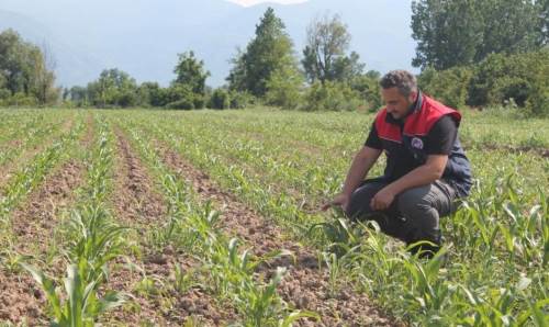 Düzce’de mısır üreticilerine TARSİM Sigortası için son şans