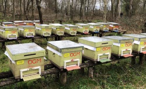 Düzce'de süt ve bal üretimi desteklendi