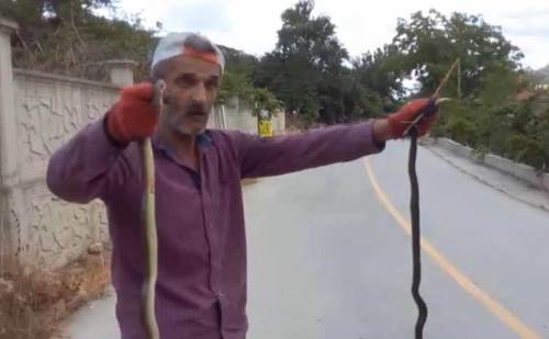 Düzce'de yılanlarla yakın temas: Eliyle yakalayıp...