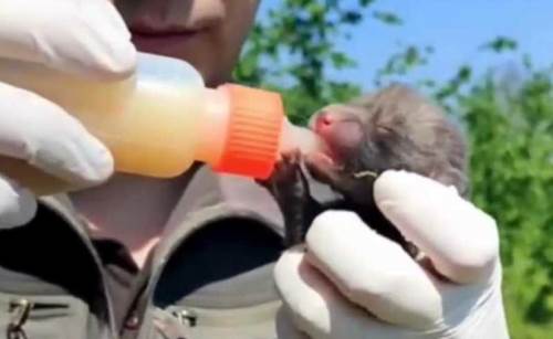 Düzce'de yürek ısıtan olay: Yavru tilkiler annelerine kavuştu