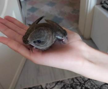 Ebabil Kuşuna Özenle Bakıp Sağlığına Kavuşturdu
