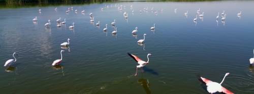 Eber Gölü’nde ‘Allı Turna’ şöleni! Yüzlerce flamingo havadan görüntülendi