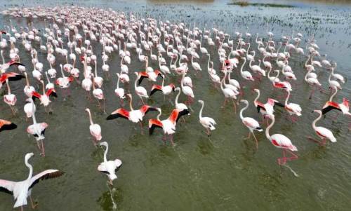 Eber Gölü’nde flamingo şöleni: Göç yolunda renkli görüntüler