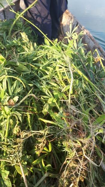 Eber Gölü’Nün Kıyısını Uyuşturucu Tarlasına Çevirdiler
