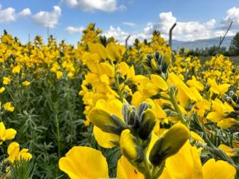 Eber Sarısı Görüntüsüyle Görenleri Mest Etti
