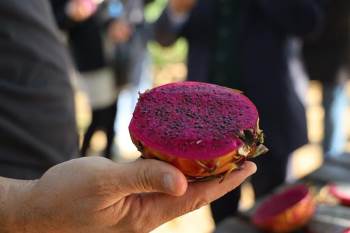 Ejder Meyvesi Artık Bilecik’Te De Üretilecek
