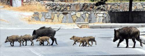 Ekolojik koridorlar hayvanların hayatını kurtarabilir