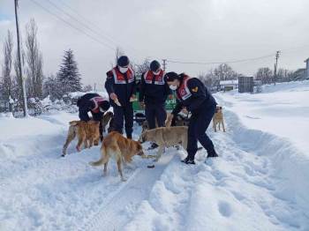 Eksi 10 Derecede Yaban Ve Sokak Hayvanlarına Jandarma Şefkati
