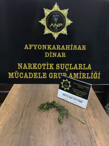 Ektiği Tek Keneviri Esrara Çeviremeden Polise Yakalandı
