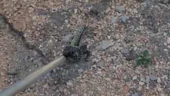 Elbise Dolabından Yılan Çıktı
