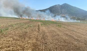 Elektrik Direğinden Çıkan Kıvılcımlar 15 Dönüm Buğday Tarlasını Küle Çevirdi
