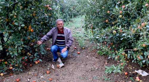 Elma para etmedi, söküp odun yapacaklar!