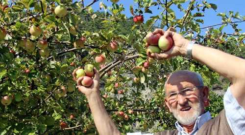 Elmada yüksek rekolte yüzleri güldürdü