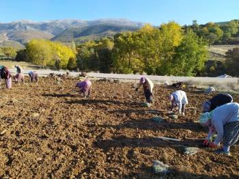 Emekli Astsubay İlçede İlk Defa Lavanta Üretimi Yapacak
