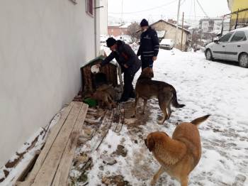 Emet Belediyesi’Nden Sokak Hayvanlarına Su Ve Yiyecek Desteği
