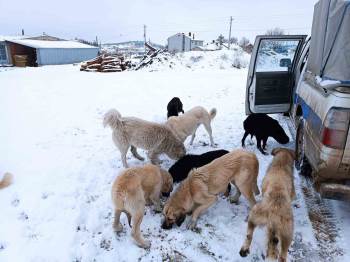 Emet Belediyesi’Nden Sokak Hayvanlarına Yem Ve Mama Desteği
