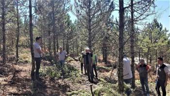 Emet Ormanlarında İnceleme
