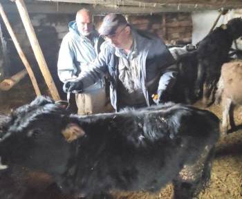 Emet’Te ’’Şap’’ Aşısı Ve Küpeleme Çalışmaları
