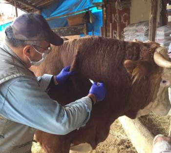 Emet’Te ’’Şap Ve Brucella’’ Aşılama Kampanyası
