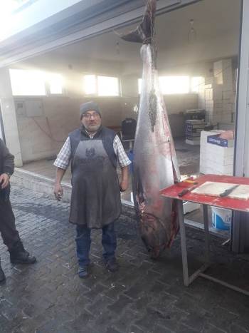 Emet’Te ’Dev Orkinos’ Görenleri Şaşırttı
