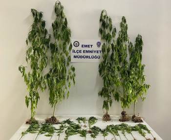 Emet’Te 22 Kök Hint Keneviri Ele Geçirildi
