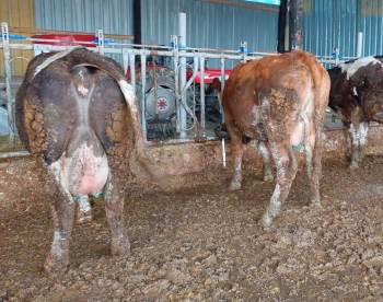 Emet’Te 3 Köyde Şap Karantinası
