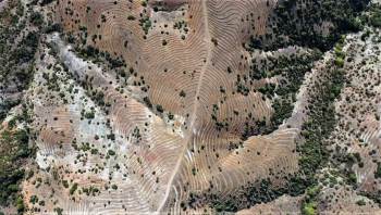 Emet’Te 48,5 Hektarlık Ağaçlandırma Sahasına 90 Bin Kızılçam Fidanı Dikilecek
