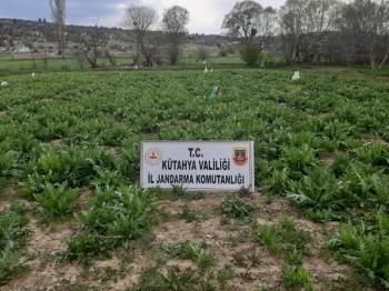 Emet’Te 55 Bin 500 Kök Kaçak Ekilmiş Haşhaş Bitkisi Ele Geçirildi
