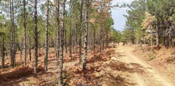 Emet’Te 82 Hektar Orman Alanında İlk Aralama Çalışmaları Tamamlandı
