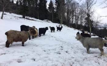 Emet’Te 9 Köye Küçükbaş Hayvan Giriş Çıkışı Yasaklandı
