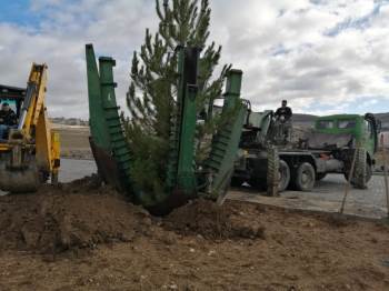 Emet’Te Ağaç Dikim Çalışmaları
