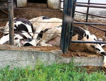 Emet’Te Ahıra Yıldırım Düşmesi Sonucu 4 Büyükbaş Hayvan Telef Oldu
