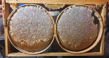 Emet’Te Arıcılığı Geliştirme Projesi’Nde 4 Ayda 7 Ton Bal Elde Edildi
