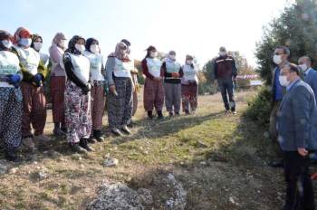 Emet’Te Bin Badem Ağacı Toprakla Buluştu
