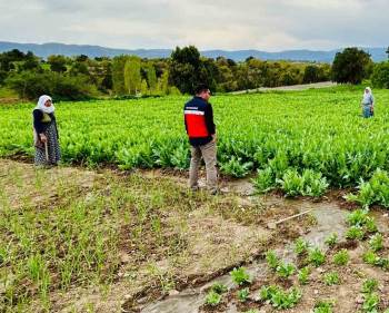 Emet’Te Hububat, Haşhaş Ekili Araziler Ve Meyve Bahçelerinde Ürün Hastalık Ve Zararlı Kontrolleri
