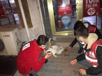 Emet’Te Kısıtlamada Sokak Hayvanları Unutulmadı
