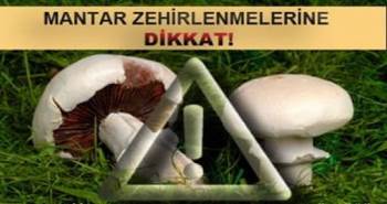 Emet’Te Mantar Zehirlenmelerine Karşı Uyarı
