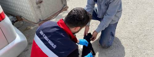 Emet'te sahipli kedi ve köpeklere mikroçip uygulaması
