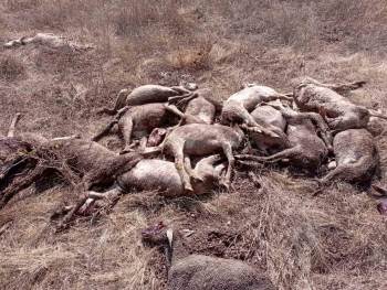 Emet’Te Yıldırım Düşmesi Sonucu 22 Küçükbaş Hayvan Telef Oldu
