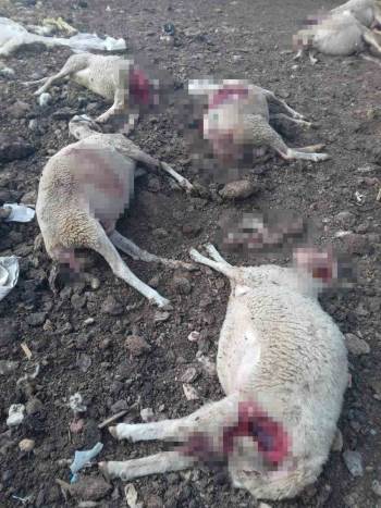  Emirdağ'da ağıla girdi: 150 bin lira zararda!