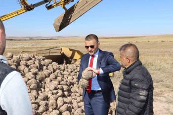 Emirdağ'da şeker pancarı üreticisinin mesaisi sürüyor