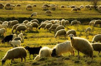 Emirdağlı Üreticilere 100 Küçükbaş Hayvan Desteği
