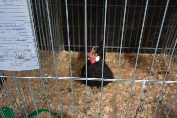 En Güzel Kümes Hayvanının Seçileceği Yarışma Başladı
