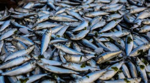 En Sağlıklı Balıklar Hangileri? Besin Değerleri ve Sağlığa Faydaları