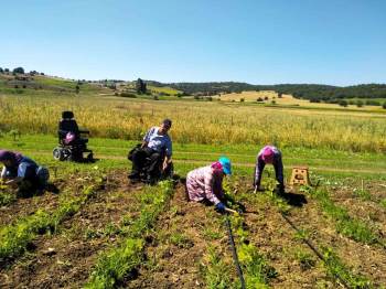Engelli Bireyler Uygulamalı Bahçede Sebze Yetiştiriyorlar
