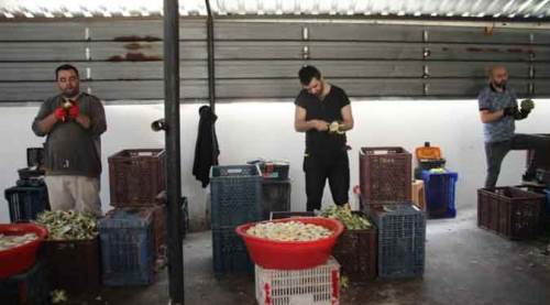 Enginar soyarak ayda 30 bin TL kazanıyorlar!