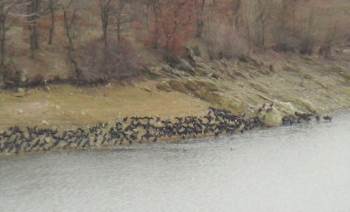 Enne Barajı’Nda Göçmen Kuşları Güzelliği
